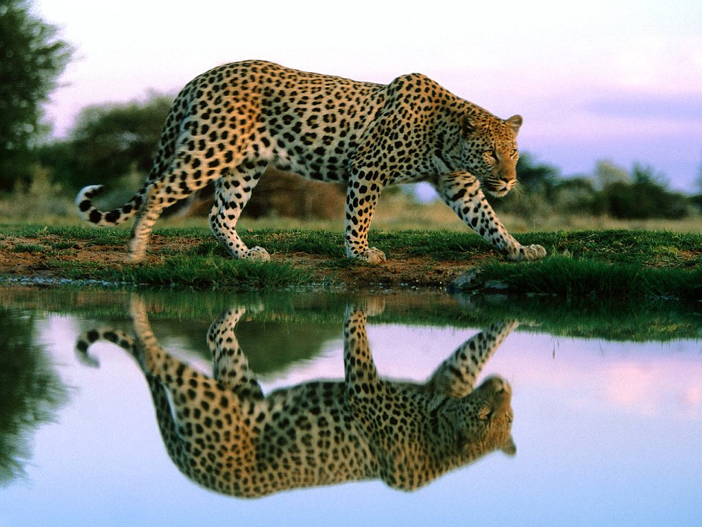 Spotted Reflections at the Watering Hole, Leopard, Africa